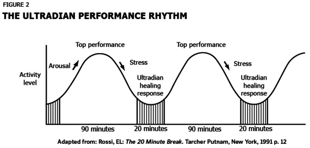 ultradian rhythm